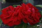Ile Rouge rose photo