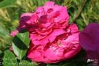 John Cabot rose photo