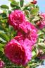 John Cabot rose photo