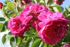 John Cabot rose photo