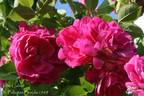 John Cabot rose photo