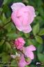 Kleiner Ritter rose photo