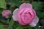Kleiner Ritter rose photo