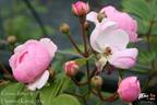 Kleiner Ritter rose photo