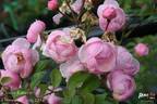 Kleiner Ritter rose photo