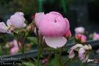 Kleiner Ritter rose photo