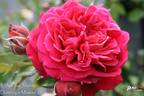 L'Ami des Jardins® rose photo