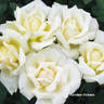Caroline Victoria rose photo