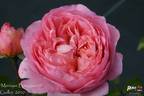Monique Bouygues rose photo