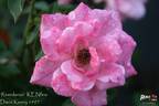 Riverdance rose photo