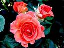 Grenadine ™ rose photo
