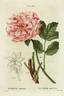 <i>P. moutan</i> Sims synonym peony photo