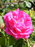 Surpasse Tout rose photo