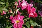 William Baffin rose photo