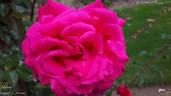 Alessa rose photo
