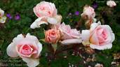 Dove rose photo