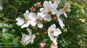 Weisse Immensee ® rose photo