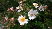 Weisse Immensee ® rose photo