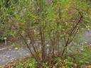 <i>Rosa sericea</i> var. <i>chrysocarpa</i> G.D.Rowley rose photo