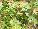 <i>Rosa sericea</i> var. <i>chrysocarpa</i> G.D.Rowley rose photo