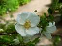 <i>Rosa sericea</i> var. <i>chrysocarpa</i> G.D.Rowley rose photo