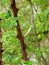 <i>Rosa sericea</i> var. <i>chrysocarpa</i> G.D.Rowley rose photo