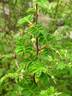 <i>Rosa sericea</i> var. <i>chrysocarpa</i> G.D.Rowley rose photo
