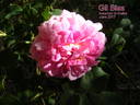 Gil Blas rose photo