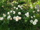 Galaxy rose photo