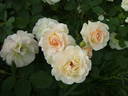 Galaxy rose photo