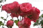 Antique '89 rose photo