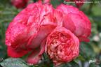 Antique '89 rose photo