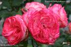 Antique '89 rose photo