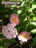 Euphrosyne rose photo