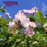 Euphrosyne rose photo