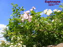 Euphrosyne rose photo