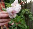 Bubble Bath rose photo