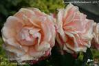Engelsgesicht rose photo