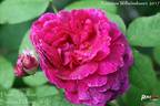 Fleurs de Pelletier rose photo