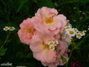 Andenken an Alma de l'Aigle rose photo