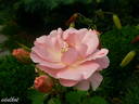 Andenken an Alma de l'Aigle rose photo