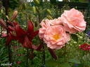 Andenken an Alma de l'Aigle rose photo