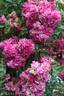 Heidekönigin ® rose photo