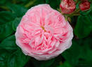 Allegra rose photo