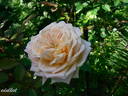 Souvenir d'Elise Vardon rose photo