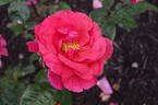Soraya ® rose photo