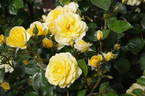 Best Wishes rose photo