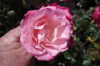 Kerryman ® rose photo
