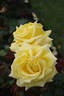 Diamonds Forever rose photo