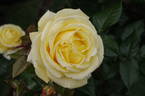 Diamonds Forever rose photo